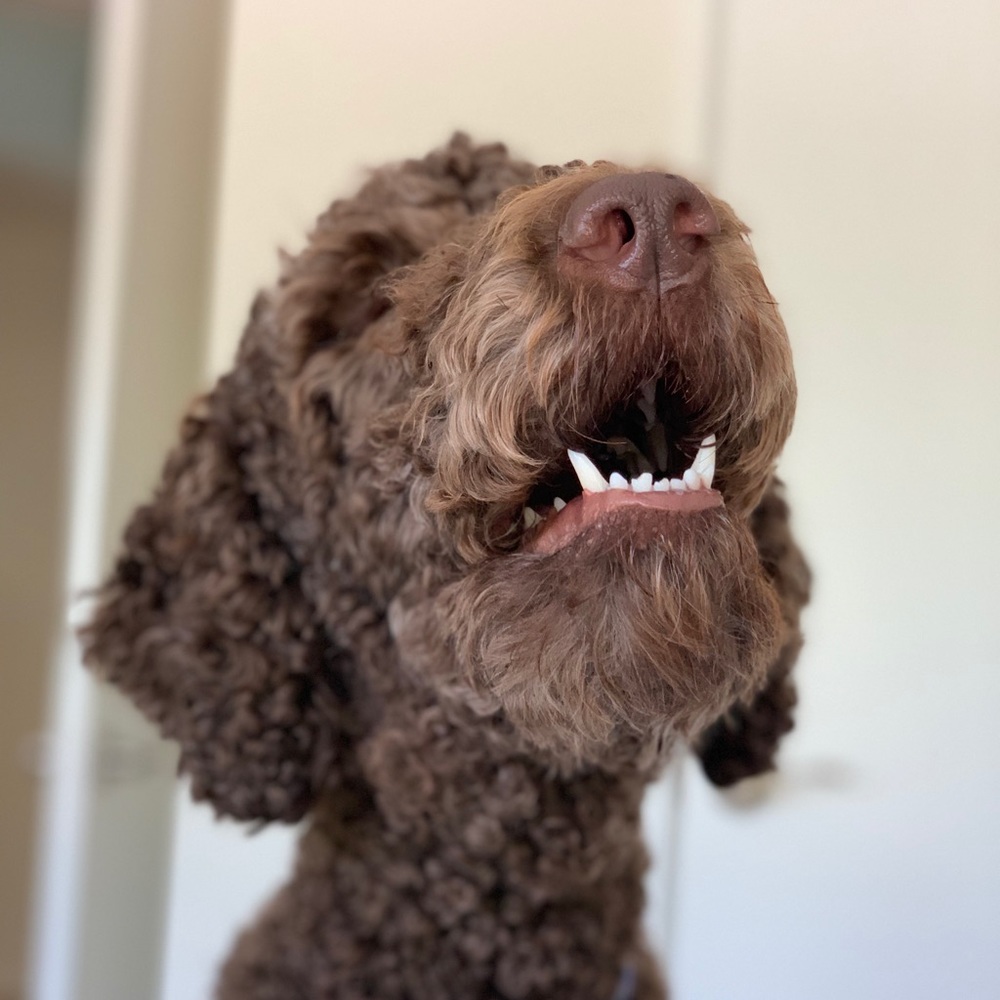 Meet your Posher, Zoe